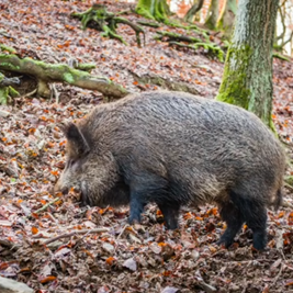 Sanglier nez dans la terre