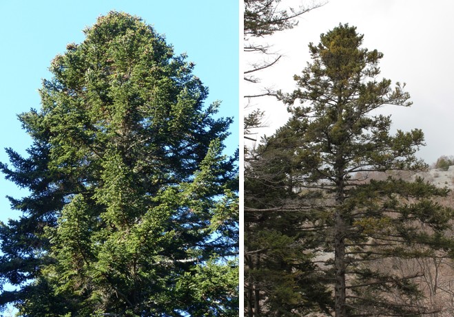 Photo présentant un sapin de référence aux aiguilles nombreuses et denses et un sapin dégradé