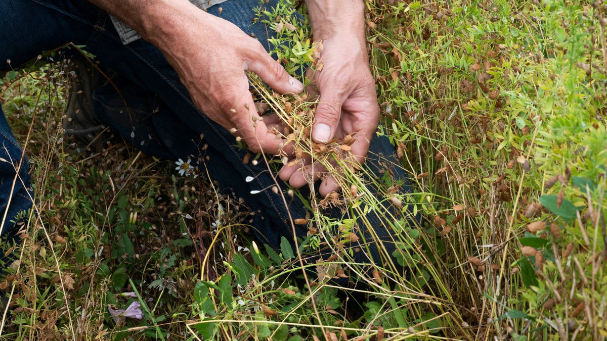 Mains d'agriculteur dans un champ en agriculture biologique de lentilles associées à de la caméline.