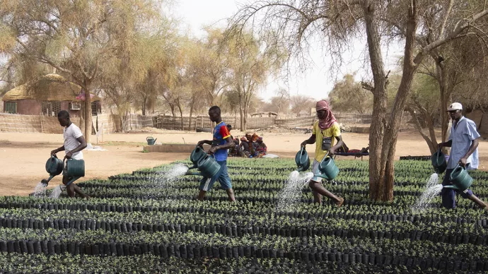 Dans le Ferlo sénégalais, dans les  pépinières de Widou, des jeunes peuls, exécutent un ballet insolite pour arroser les plants des futurs arbres qui feront  avancer la grande muraille verte