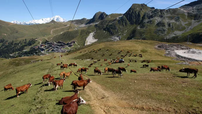 Des vaches sur un flan de montagne en été