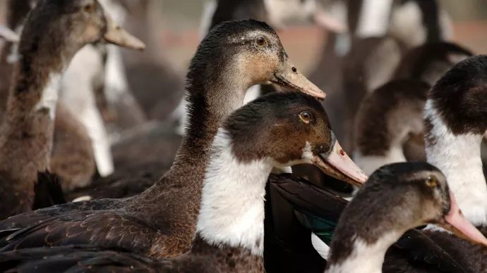 Canards Mulards en gros plan