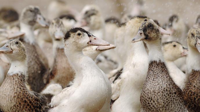 Groupe de canards en plein air