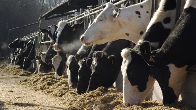 vaches mangeant à l'étable