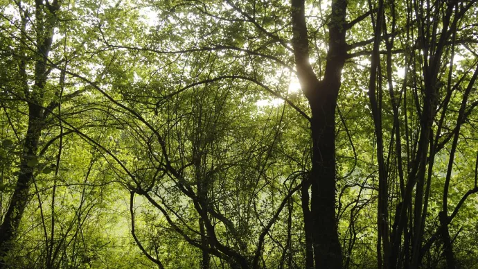 Sous-bois d'une forêt