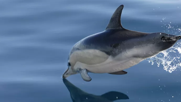 Dauphin dans l'eau