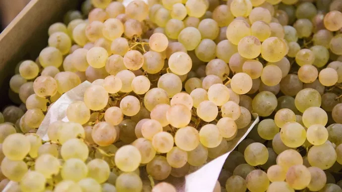 Chasselas de Moissac sous signe de qualité.