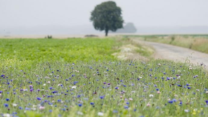 Photo de fleurs dans un champ