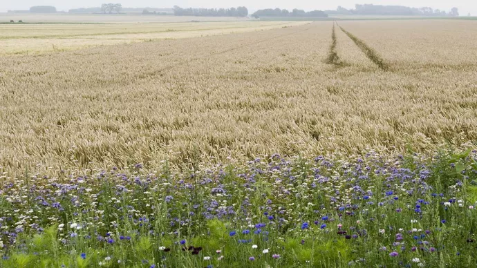 Bande de jachère apicole (réservoir écologique) dans une parcelle de blé