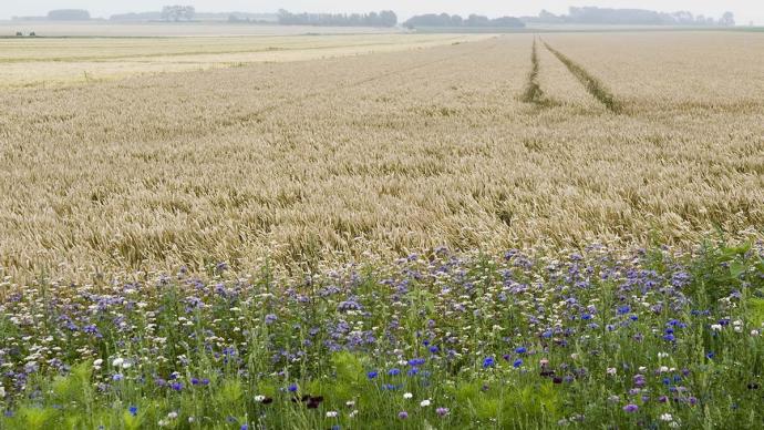 Bande de jachère apicole (réservoir écologique) dans une parcelle de blé