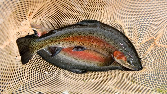 Truites arc-en-ciel dans un filet de pêche.