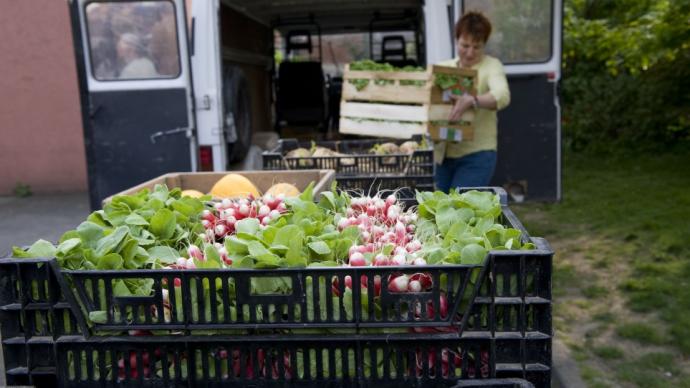 Cageaots de légumes chez un maraîcher