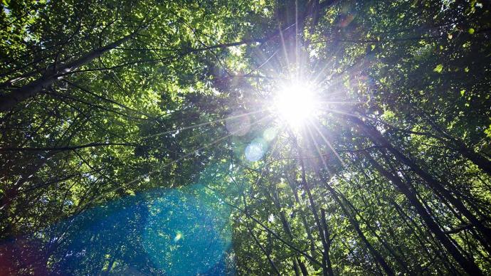 Rayons du soleil à travers les arbres de la forêt