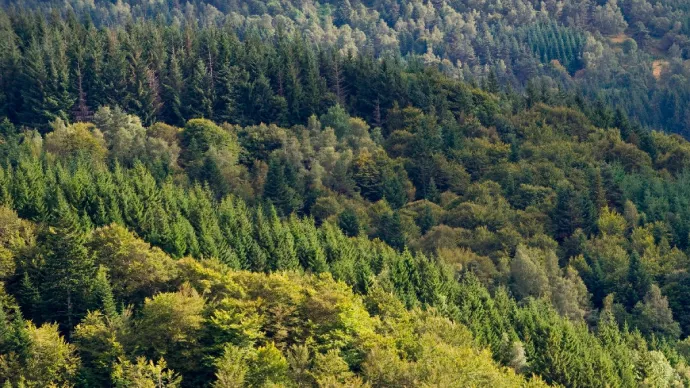 Forêt (hêtraie et sapinière) du parc naturel régional du Livradois-Forez