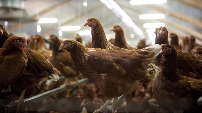 Poules pondeuses dans un bâtiment d'élevage