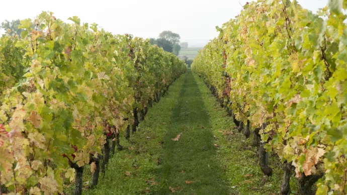 Vue sur des vignes avec bande enherbée