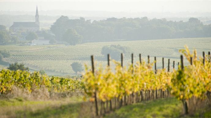 vigne avec une brume automnale