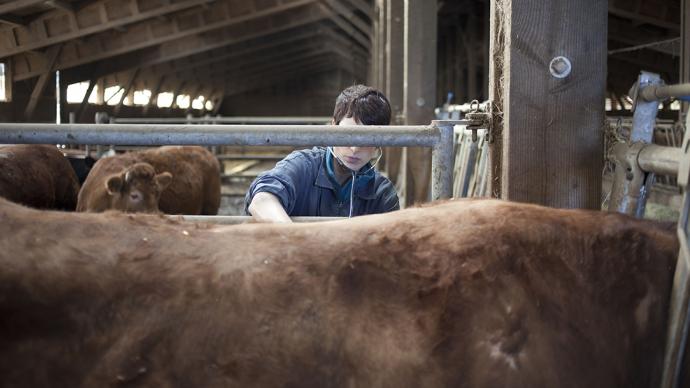 Vétérinaire examinant un bovin