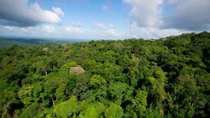 Vue aérienne de la forêt guyanaise