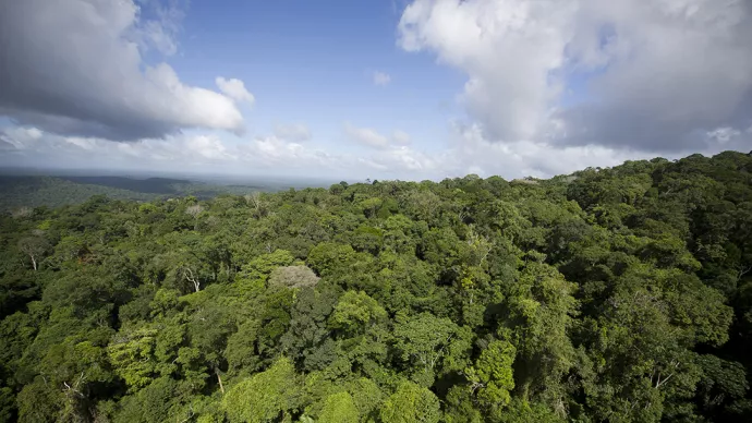 Forêt de feuillus