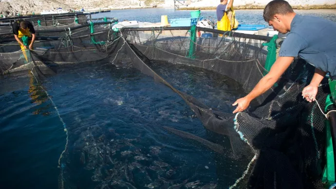 Ferme aquacole marine "Provence Aquaculture" Elevage biologique de loups (bars) et de daurades royales dans les Iles du Frioul. Pêche des poissons.