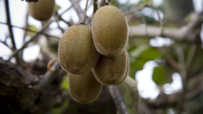 Kiwis sur leurs branches