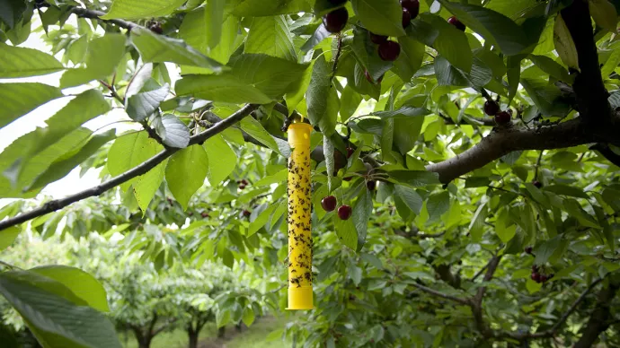 Culture bio de cerises