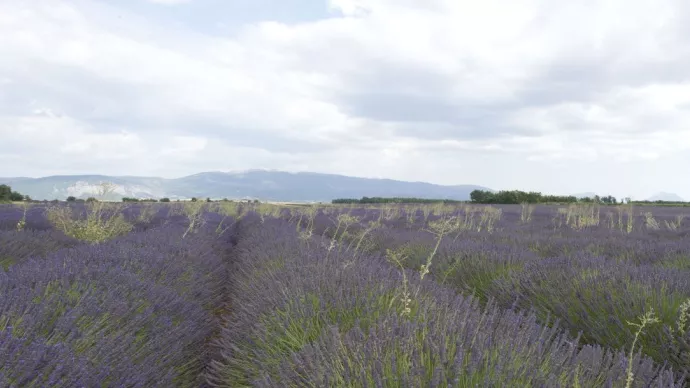 Champ de lavande à Valensole