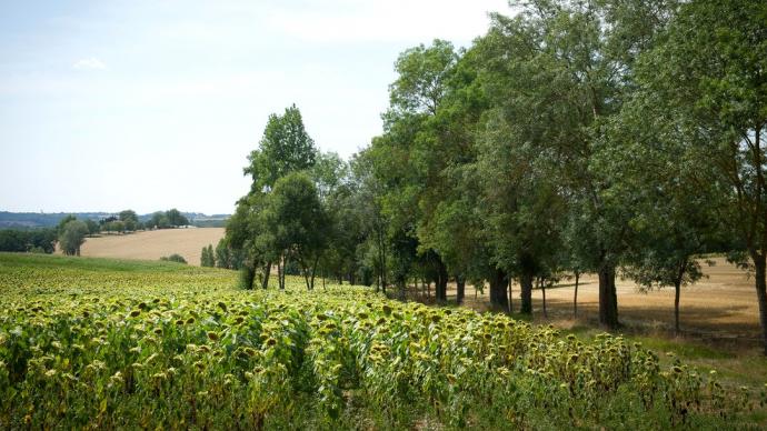 champs de tournesols