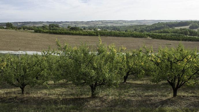 Vergers dans le Tarn-et-Garonne