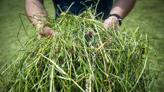 Argriculteur avec des brins de céréales dans ses mains