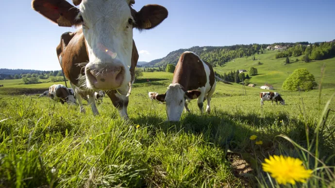 Vaches montbéliardes en montagne