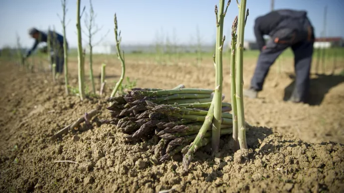 Récolte d'asperges vertes