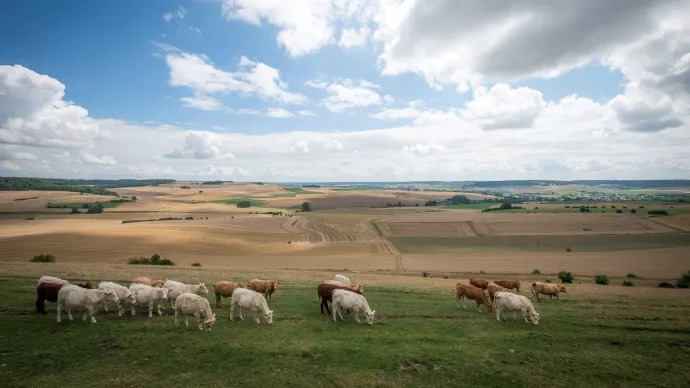 Paysage agricole sur fond de ciel nuageux avec des bovins en premier plan.