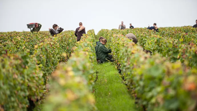 Travaux dans les vignes