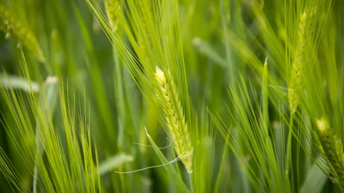 Epis de blé en gros plan