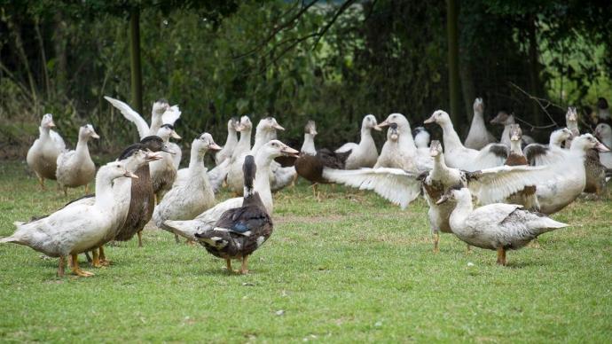 élevage de canards en plein air