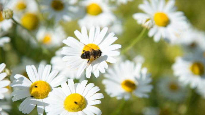 Abeille sur une pâquerette