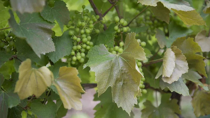 Vigne en gros plan