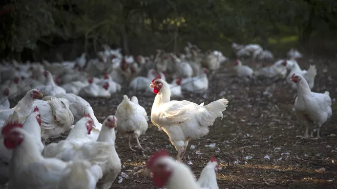 Elevage biologique de poulets blancs en plein air