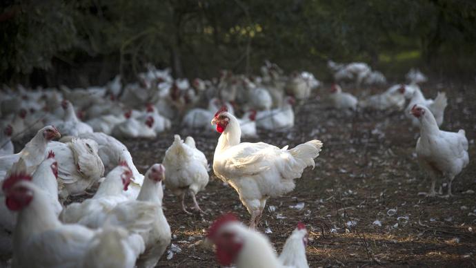 Elevage biologique de poulets blancs en plein air