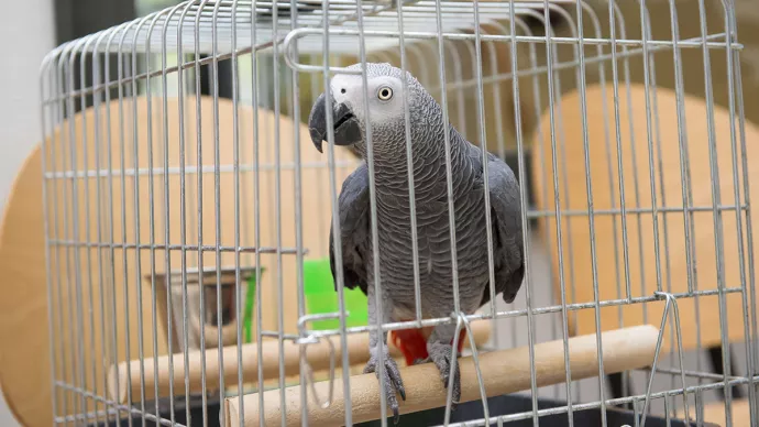 Oiseau d'ornement en cage