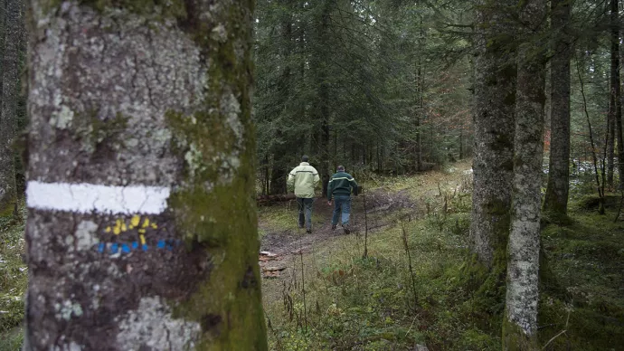 Une forêt