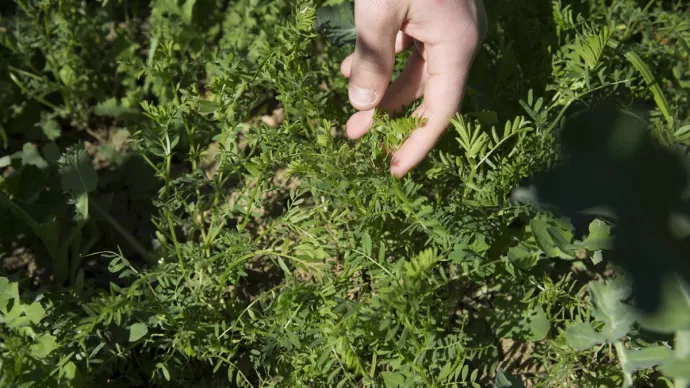 Essai de plantes compagnes (légumineuses) dans du colza