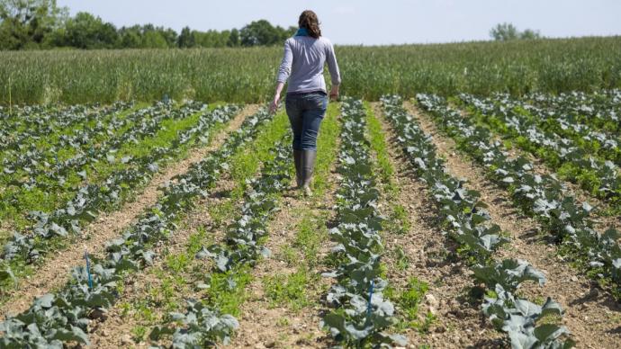 agricultrice dans un champ de brocolis