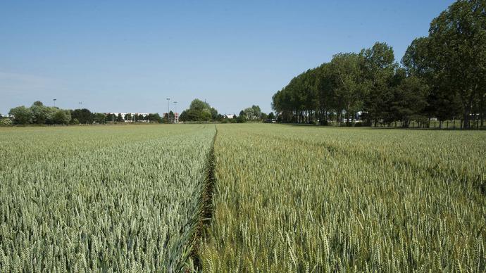 Champ mélangeant différentes variétés de blé