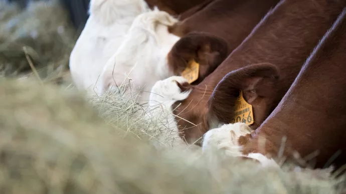 Vaches dans une étable en train de s'alimenter.