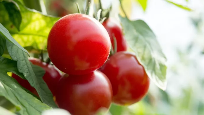 Culture de tomates cerises