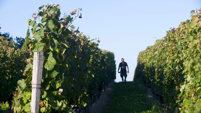 Viticulteur dans son vignoble