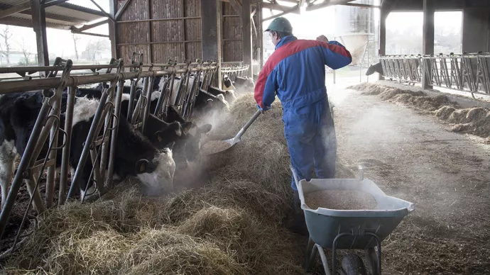 agriculteur nourissant ses bovins dans leur stabulation